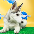 Name: Suri
