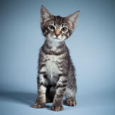 Name: Chio
