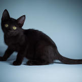Name: Francis