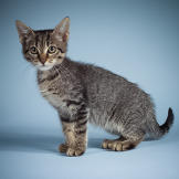 Name: Oregano