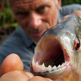 Jeremy Wade holding a piranha.