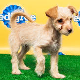 Name: Rosie