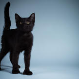 Name: Sam