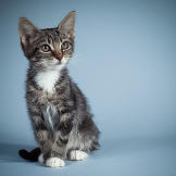 Name: Thyme