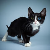Name: Tom
