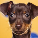 Name: Agatha