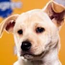 Name: Daffodil
