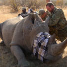 Saw (Navy SEAL fmr.) & Biggs (Navy SEAL fmr.) assisting veterinary team by helping then turn over a darted rhino .