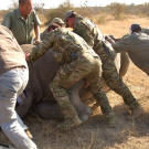 Saw (Navy SEAL fmr.) & Biggs (Navy SEAL fmr.) assisting veterinary team by helping then turn over a darted rhino .