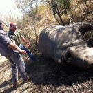 Oz (Green Beret) & Saw (Navy SEAL fmr.) encountering their first dead (poached) rhino scene.