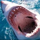 Great White Shark at the surface with its mouth open showing its teeth (Carcharodon carcharias), South Africa, Atlantic Ocean.