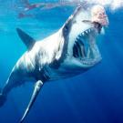 Great white shark arching body and opening mouth for bait (wide-angle) Neptune Island, South Australia, Australia.
The great white (Carcharodon carcharias) is trying to catch the bait as it is being reeled back into a boat.