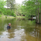 "Catfish" Jack Clampit hand fishes, or "noodles," for catfish in the bayou.
