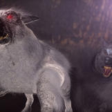 The Devil Dog is part of the canine family. Each paw is three-toed and its back legs are longer than its front legs. Its eyes glow red as the Devil and it likes to hunt and drain the blood of animals.