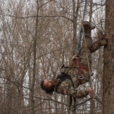 Willy climbs a tree.