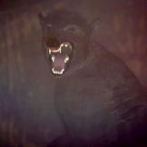 The Kentucky Wolfman is a dangerous predator that likes to hunt on farmlands. Weighing over 400 pounds, it has a dark, thick coat and walks on its two hind legs, standing nearly 7 feet tall.