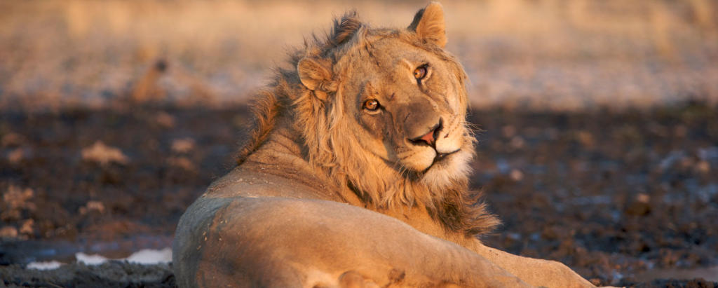 the-big-picture-surrounding-cecil-the-lion-s-death-how-can-we-save