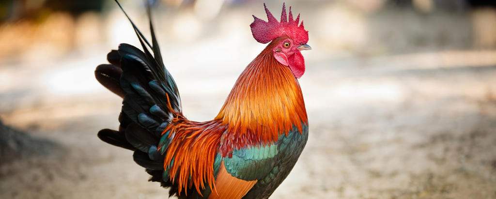 How Do Crowing Cocks Know When to Cock-a-Doodle-Doo? | Discovery Blog