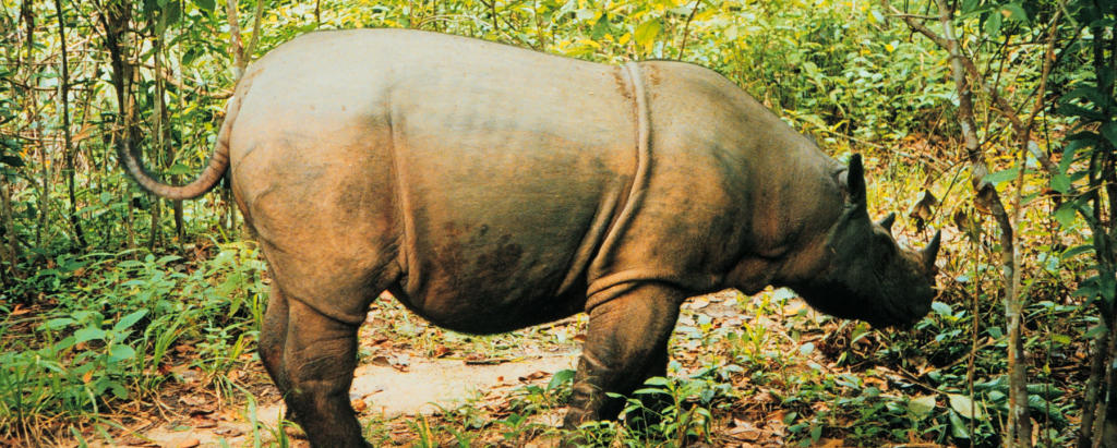 Sumatran Rhinos Now Extinct in Malaysia | Discovery Blog | Discovery