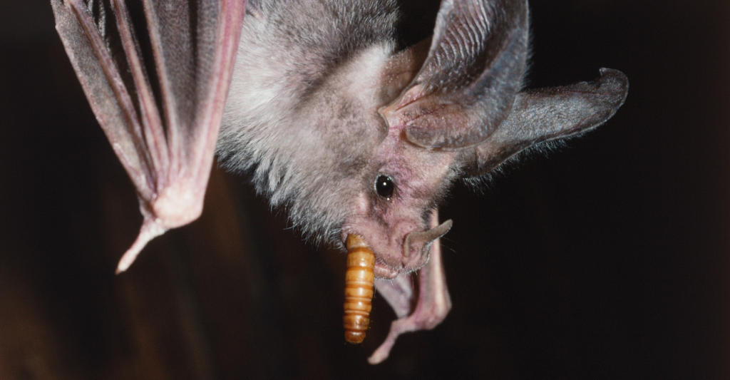 Bats Obey Innate ‘Traffic Rules’ to Avoid Collisions While Foraging