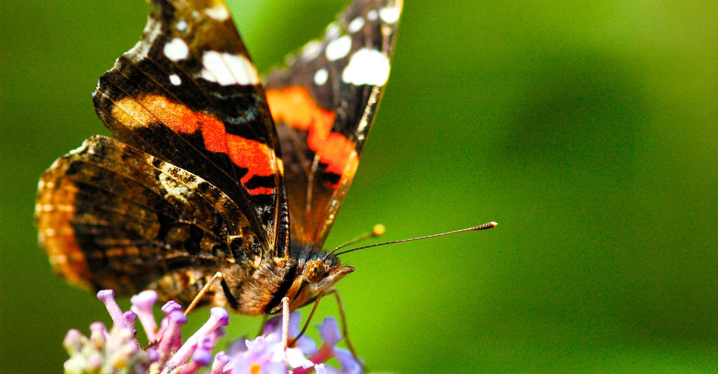 Rare Butterfly Populations Skyrocket in the UK DSCOVRD Discovery Blog Discovery