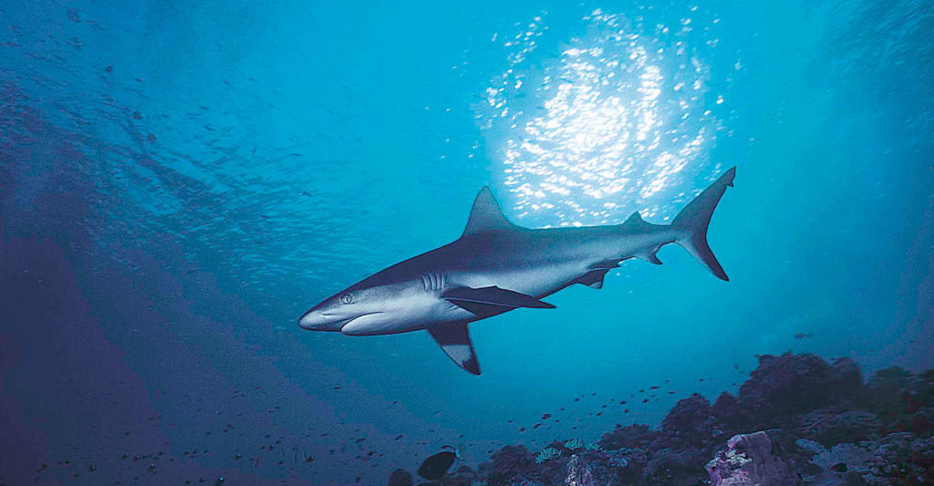 Can Sharks Cure Cancer? Researchers Think So Discovery Blog Discovery
