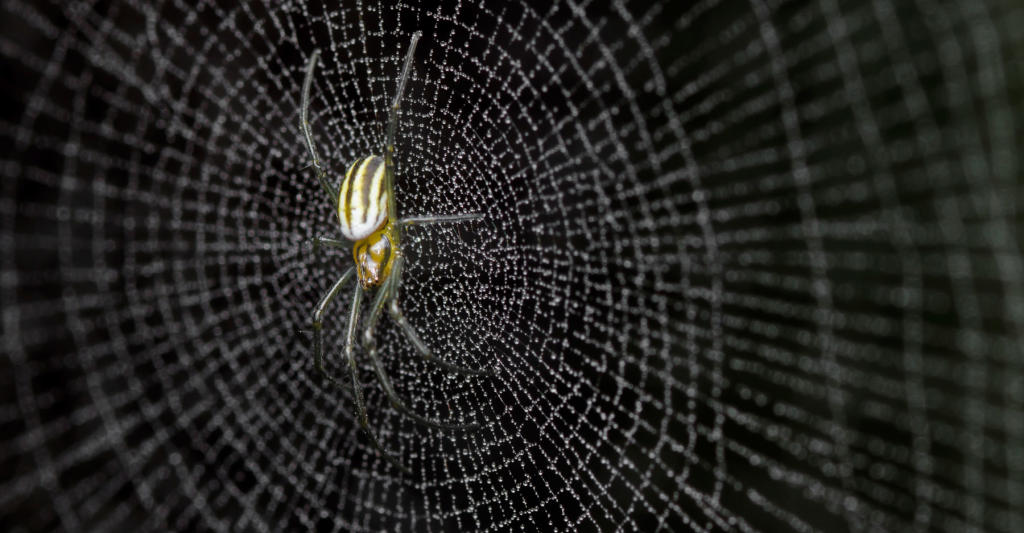 Grab an Umbrella, It’s Raining Spiders in Australia Discovery Blog
