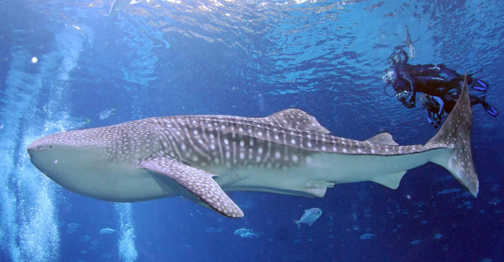 Surrounded by Whale Sharks, Veterans Find Peace at Aquarium