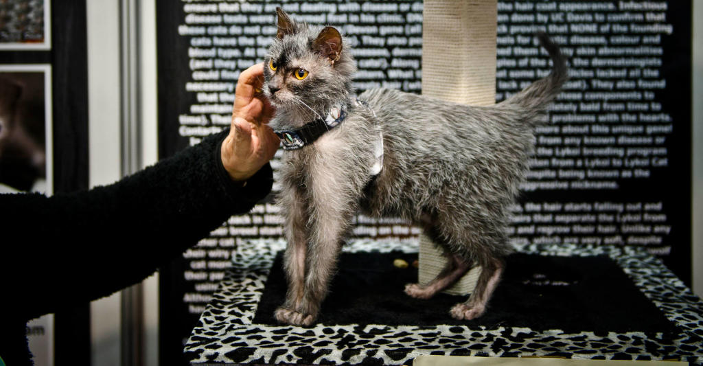 Lykoi ‘Werewolf Cat’ is Taking the Internet by Storm | Discovery Blog ...