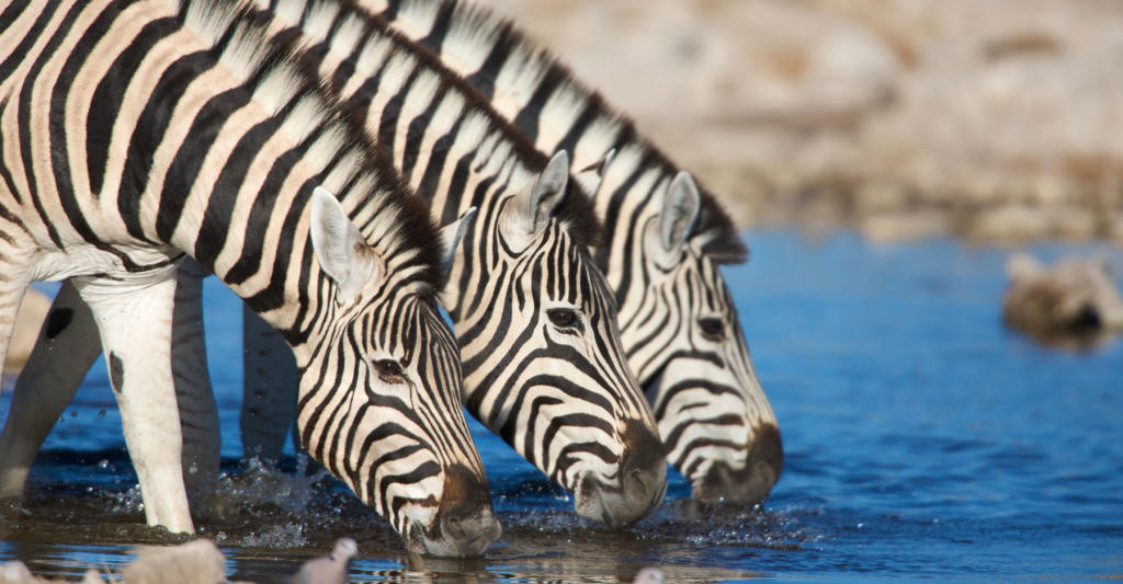 Zebra Stripes Not for Camo, But They Do Something Else | Discovery Blog
