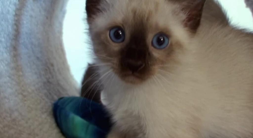 Snowshoe Cats 101 Animal