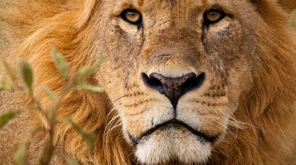 DSCOVRD » Wildlife Discovery Blog Discovery