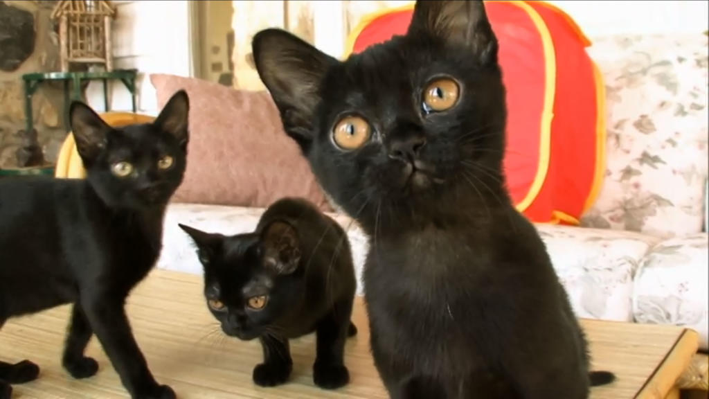 13 Videos of That Show Black Cats are Anything But Unlucky Other Shows Animal
