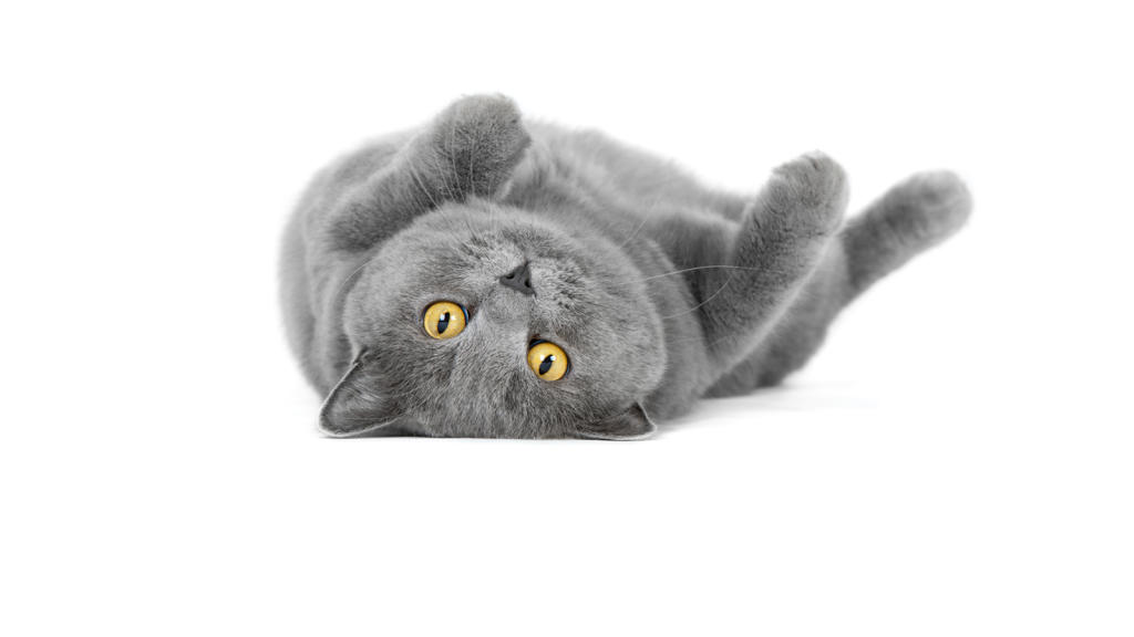 Cats 101 Animal Animal