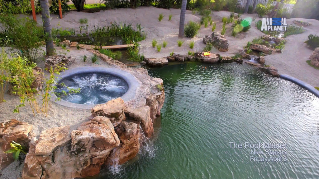 The Pool Master is Making a Return Splash The Pool Master Animal