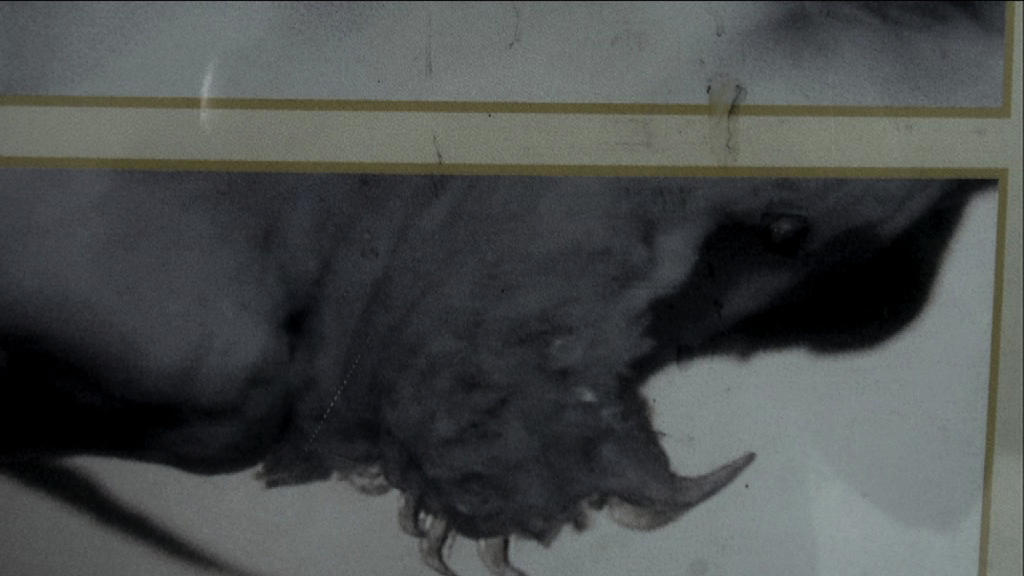 Fish Swims Up Urine Stream River Monsters Animal