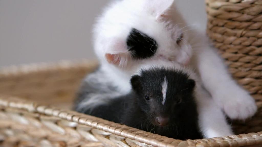 Skunk vs. Kitten De-Cat-Lon: Who Will Out-Cute Who? | Too Cute | Animal ...