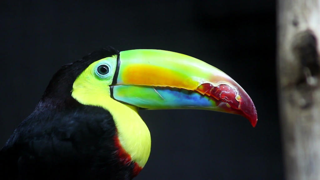 why are toucan beaks so big dnews daily bite animal why are toucan beaks so big dnews daily bite animal