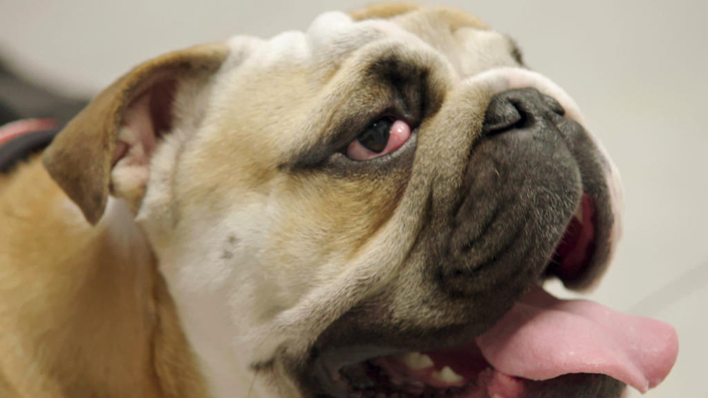 Best Dog Food for English Bulldog Puppies