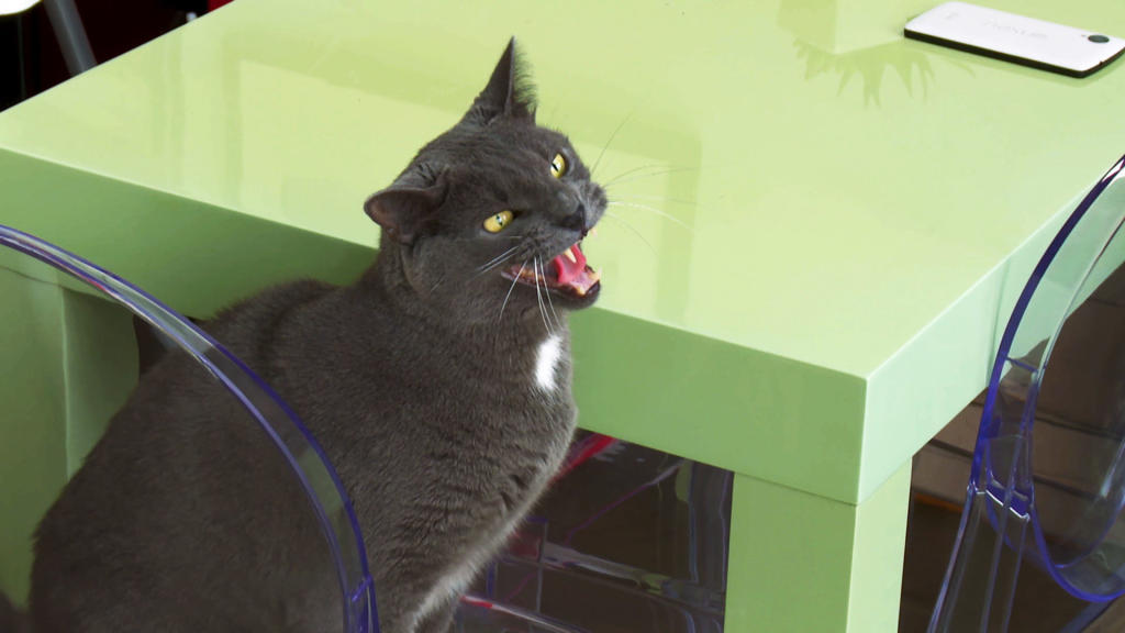 Jackson Galaxy S Most Hellish Moments My Cat From Hell Animal