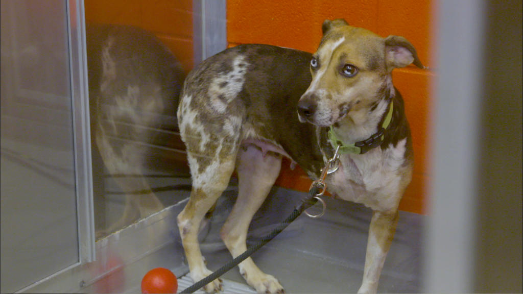 Mission Adoptable Beige Animal Planet Presents Animal