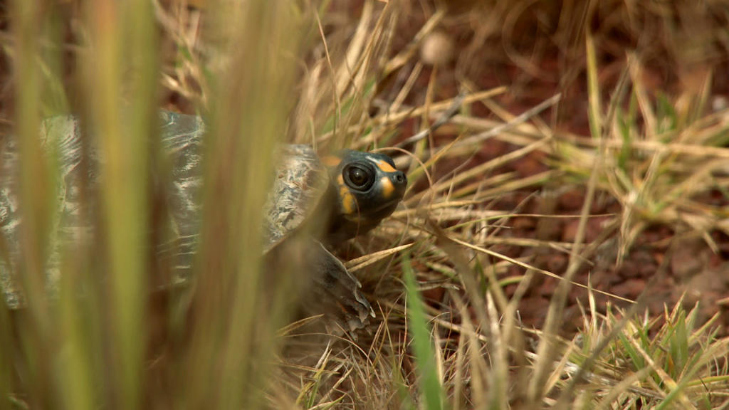 Turtle Touchdown Naked And Afraid Xl Discovery