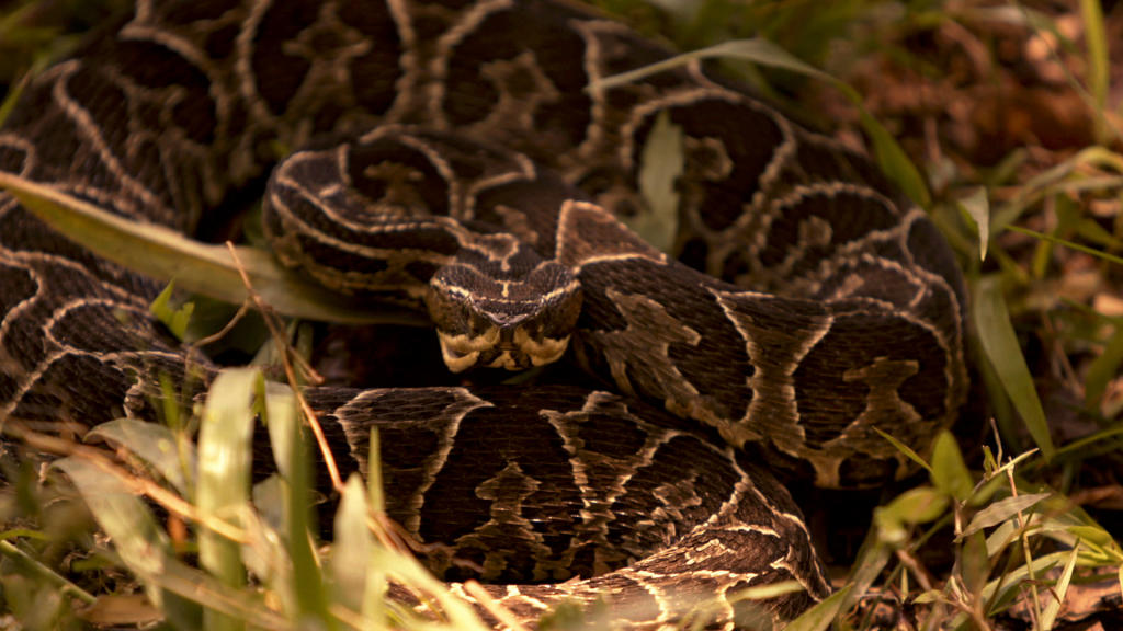 The Snakes Strike Back Treasure Quest Snake Island