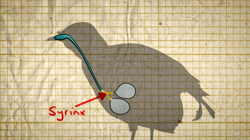 How Do Birds Mimic Sounds? Science Channel Outrageous Acts of