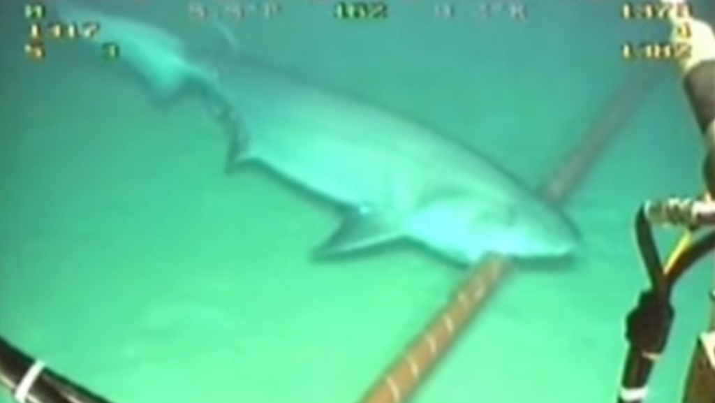 Could Animals Damage DeepSea Cables? Discovery Blog Discovery