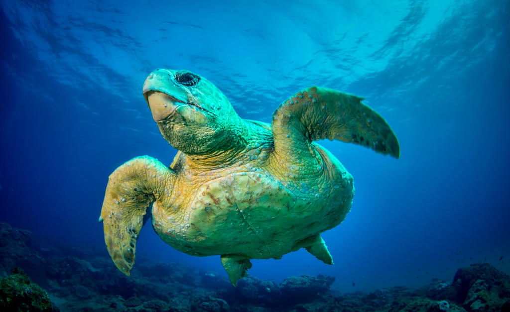 loggerhead-seaturtle-endangered-species-animal-planet