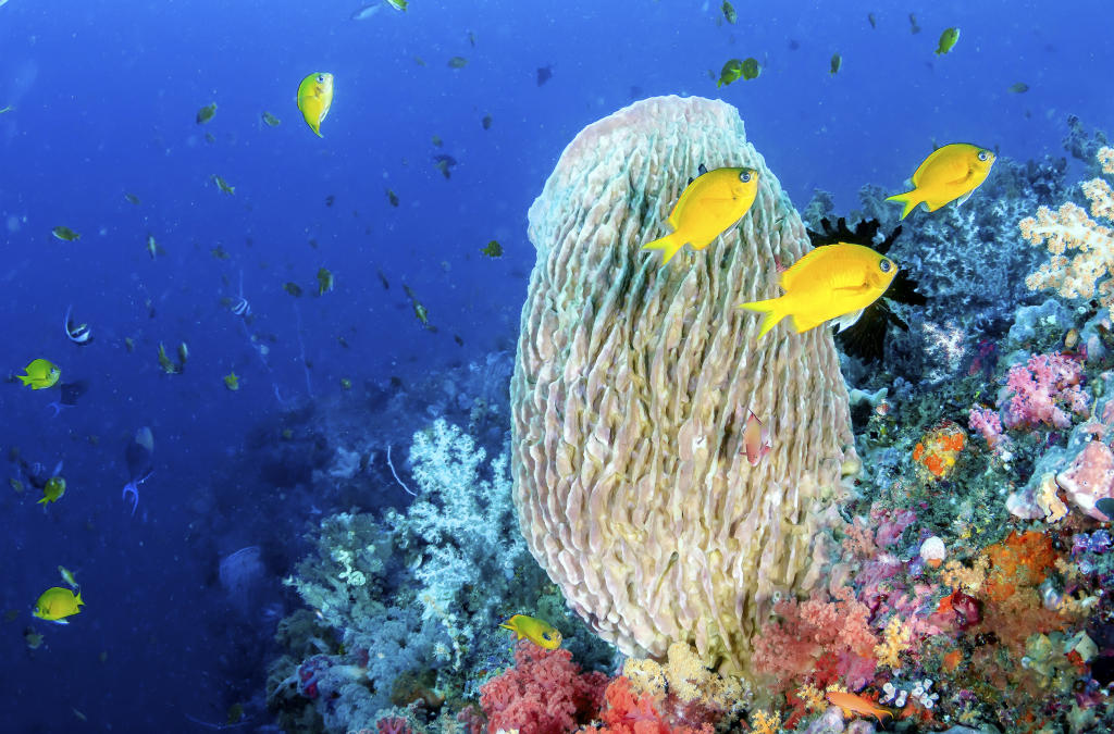 Pacific Reef Cam Animal