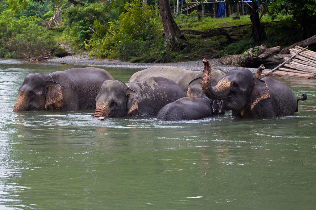 Sumatran Elephant | Endangered Species | Animal Planet