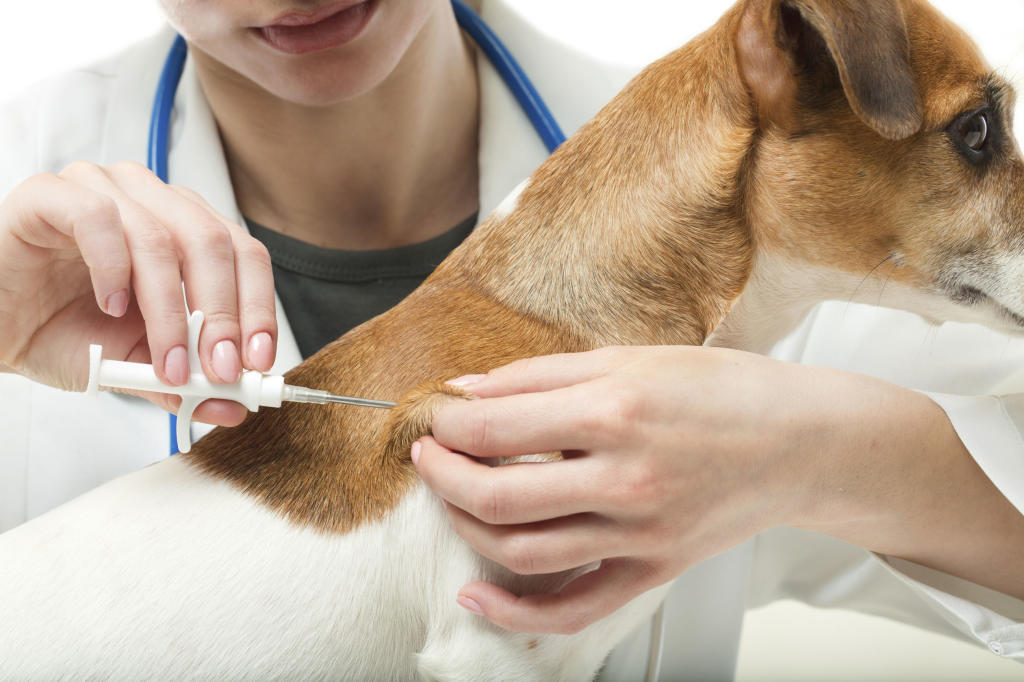 allergy injections for dogs