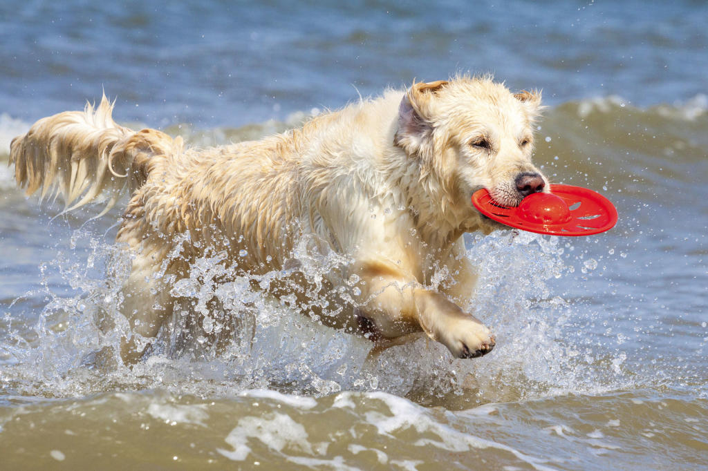Outdoor Activities for Owner and Pet Healthy Pets Animal